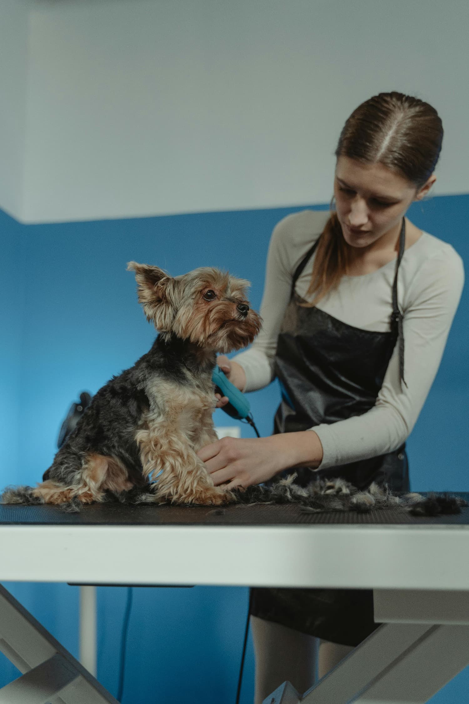 Pets & Animal Care